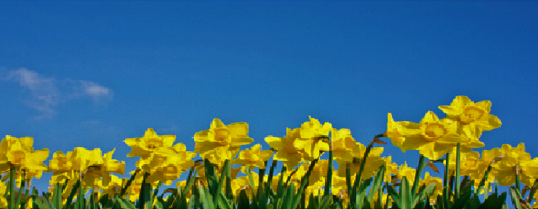 This is daffodil month