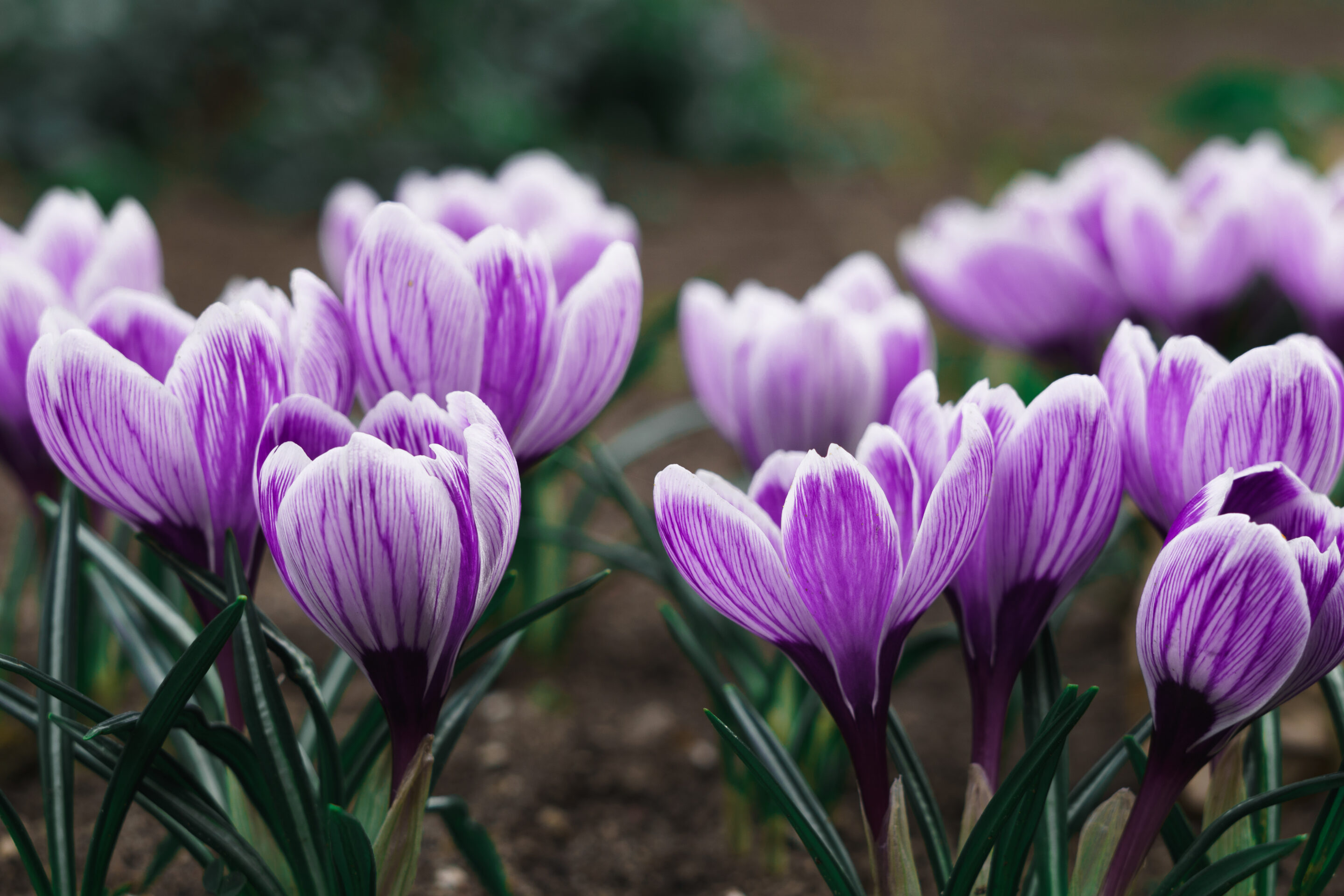 Crocus in Spring