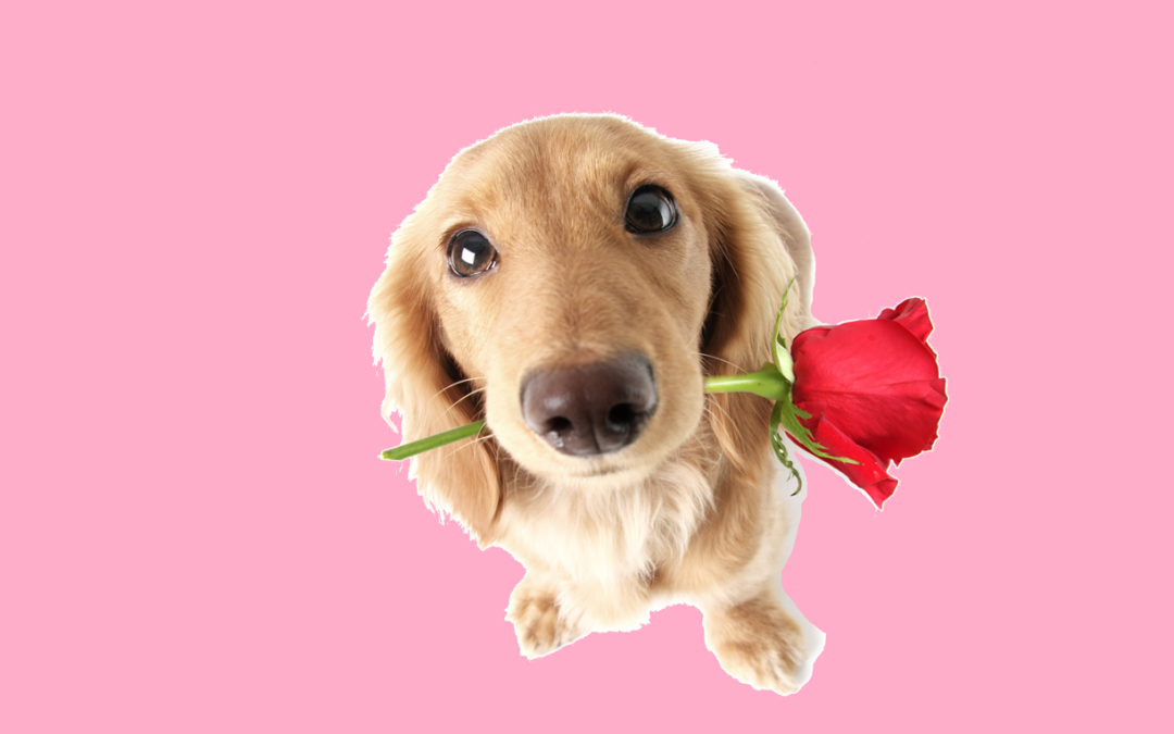 Why valentine’s day?